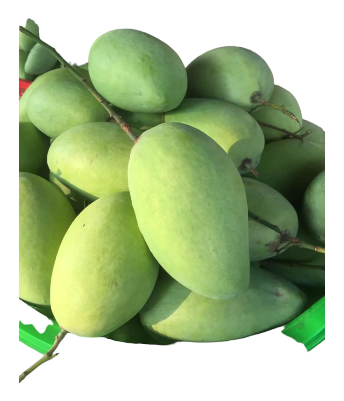 Premium Bulk Fresh Mango product