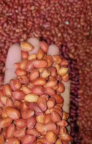 HOT SALE- BEST QUALITY PEANUTS