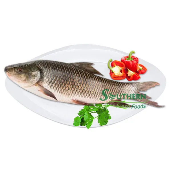 WR Farm Raised SFF Packaging standard wholesales price type certification seafood export Frozen Rohu-Rohu from Vietnam