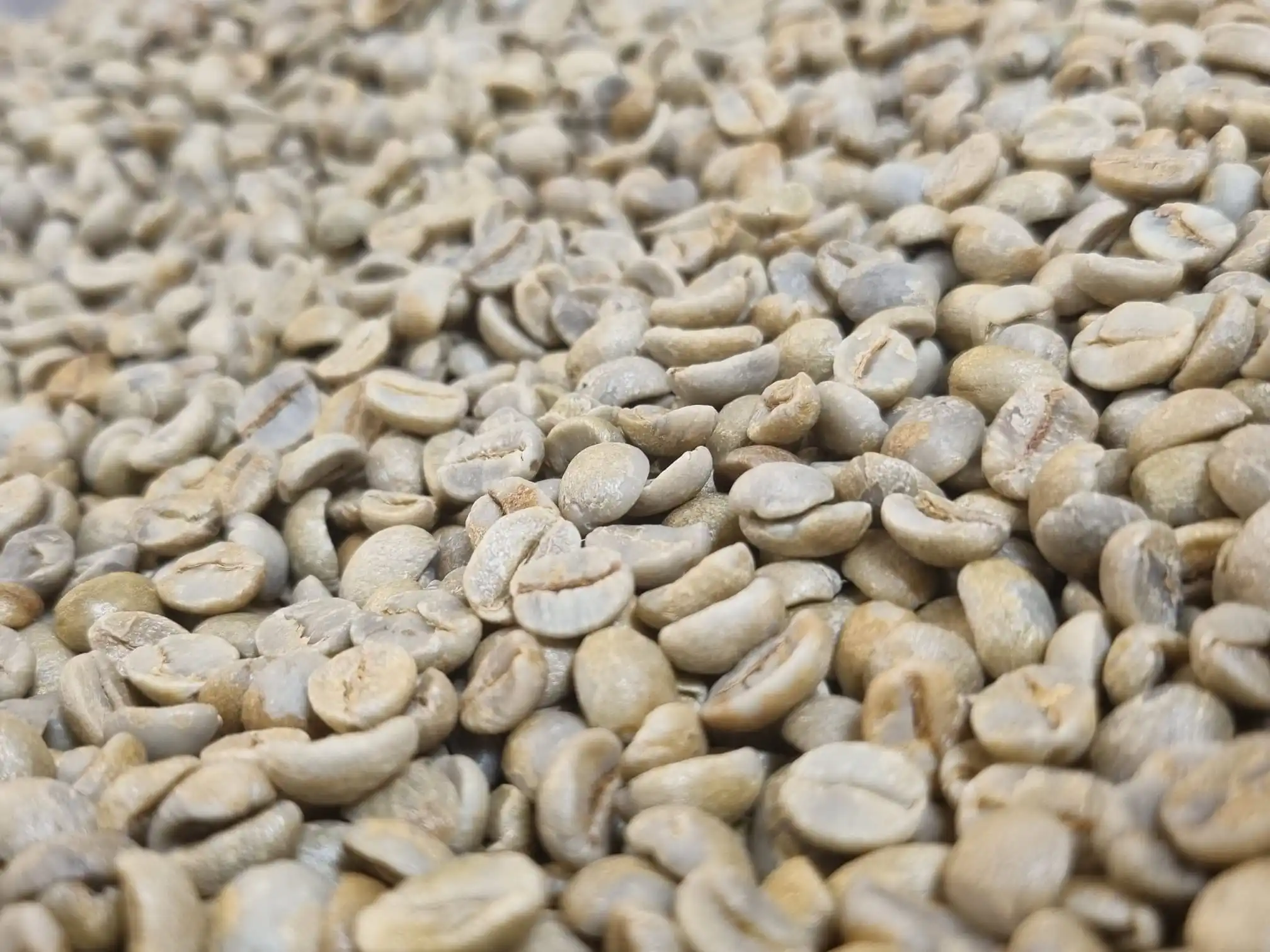Premium Brazilian Coffee Green Coffee Beans Chocolate and Peach Arabica Raw Green Coffee Beans 1 kg For Wholesale