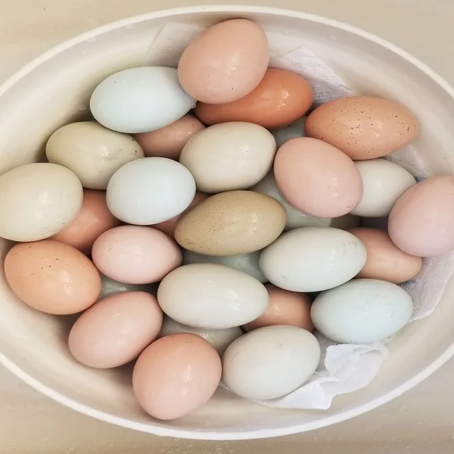 White & Brown Fresh Chicken Table Eggs