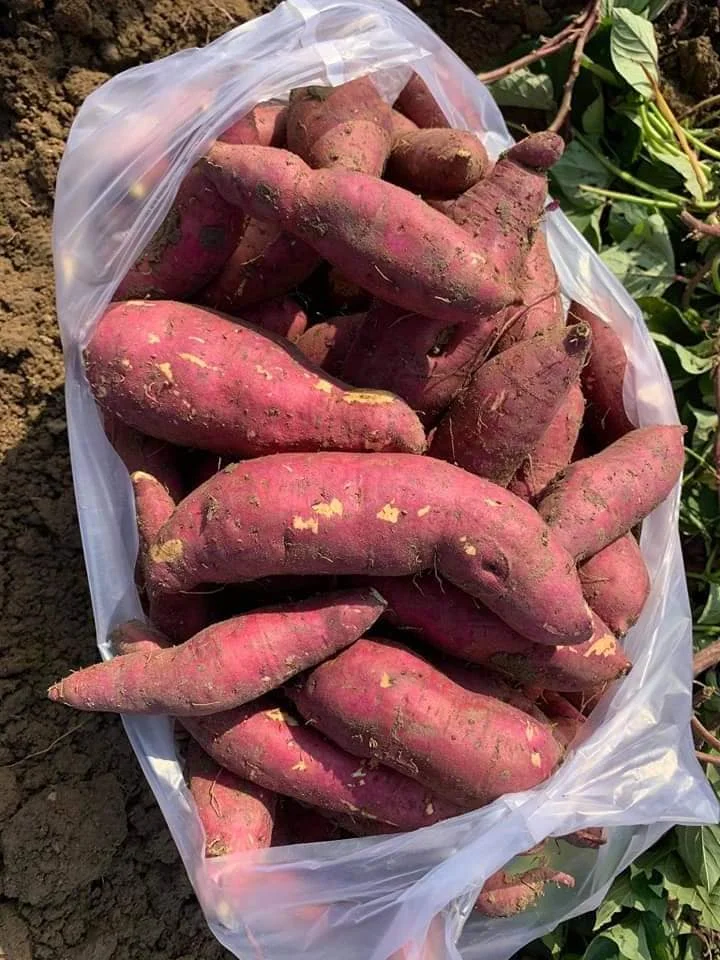 Вьетнамский Урожай сладкого картофеля высокого качества на экспорт желтый и фиолетовый сладкий картофель по низкой