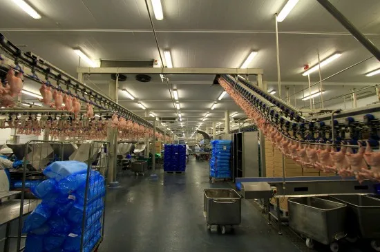 BRAZILIAN HALAL FROZEN WHOLE CHICKEN READY FOR EXPORT ANY PORT OF YOUR CHOICE