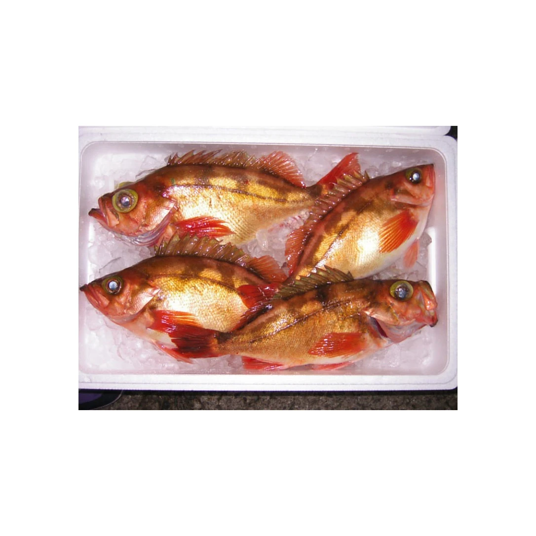 Hot Selling Price Fresh ROCK FISH MEBARU NITSUKE Seafood Fish in Bulk