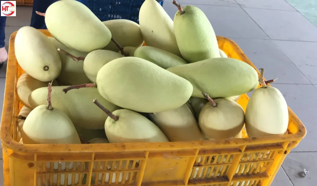 Good Quality Vietnam Organic Fresh Fruit Light Sweet Taste Yellow Taiwanese Mango With Ripe Maturity