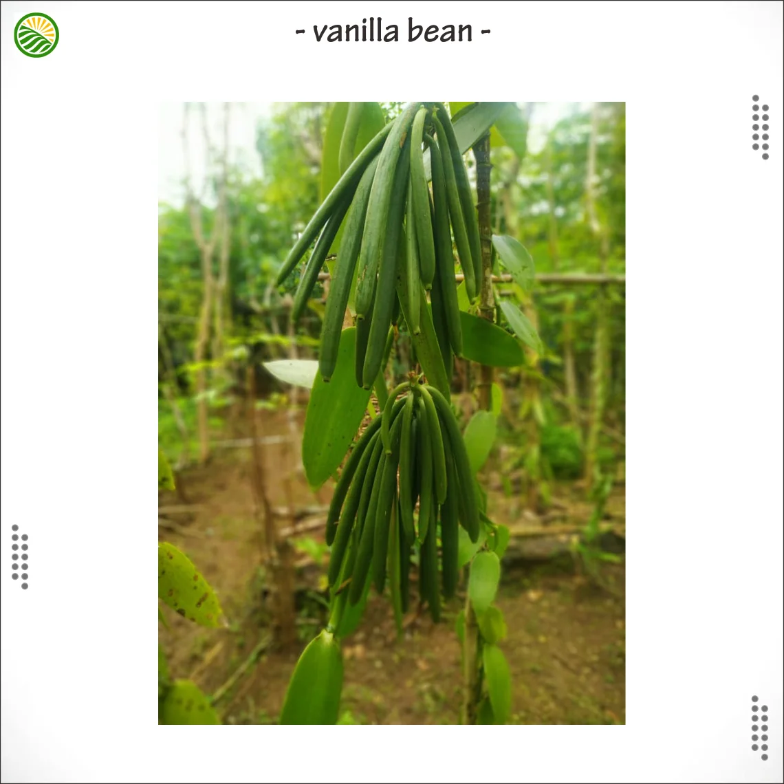 Madagascar Black Banilla Bean Origin from Indonesia Best Price Export Quality