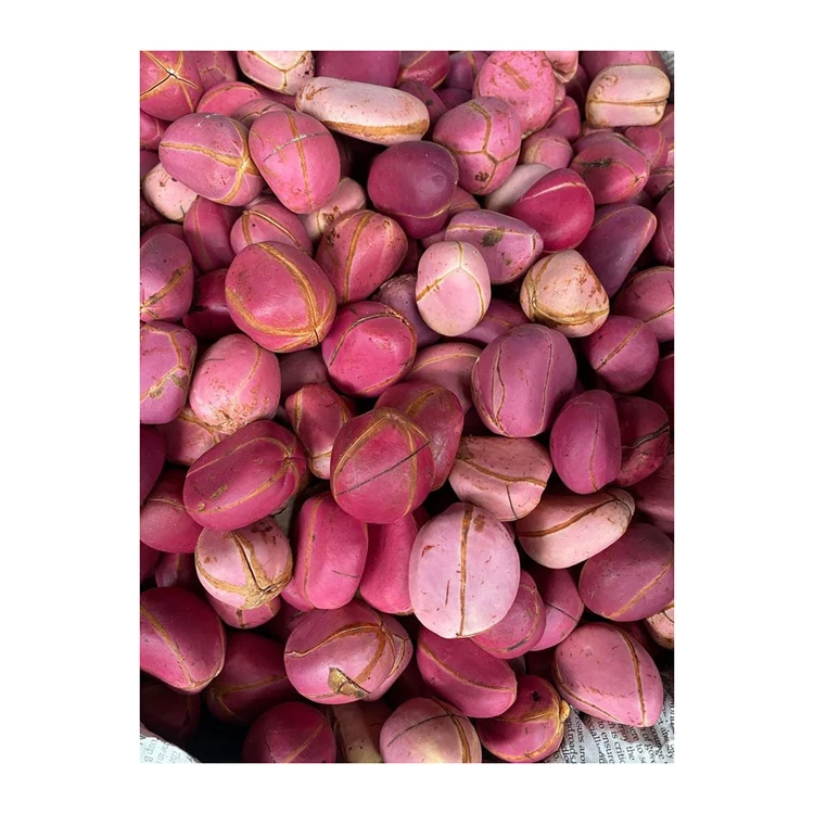 Fresh African Kola Nuts WHOLE 60-65% good whole, well dried