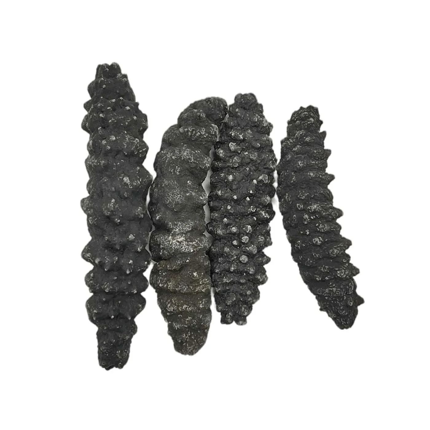 High Quality Dried and Frozen Bald Sea Cucumber, Natural Wholesaler Sea Cucumber best market prices
