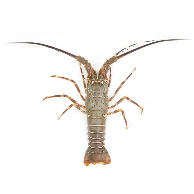 Hot Product Live or Fresh Palistan Lobster Weighing 500-1000 grams with Export Quality and Good Prices