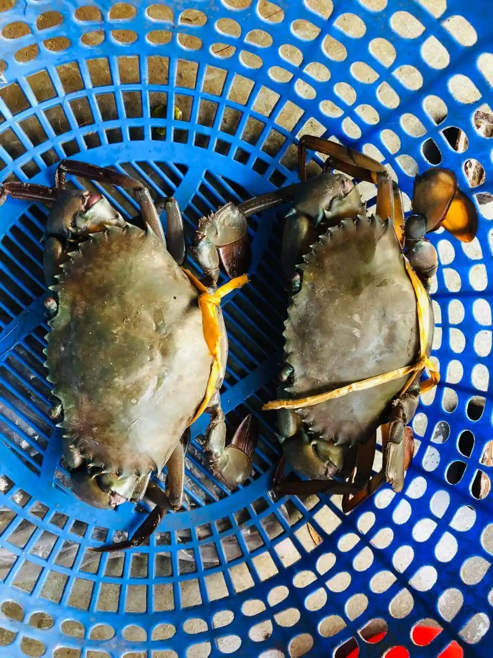 Buy Top Quality Mud Crab Frozen Mud Crab from us you get various nutrients and it is very tasty to eat