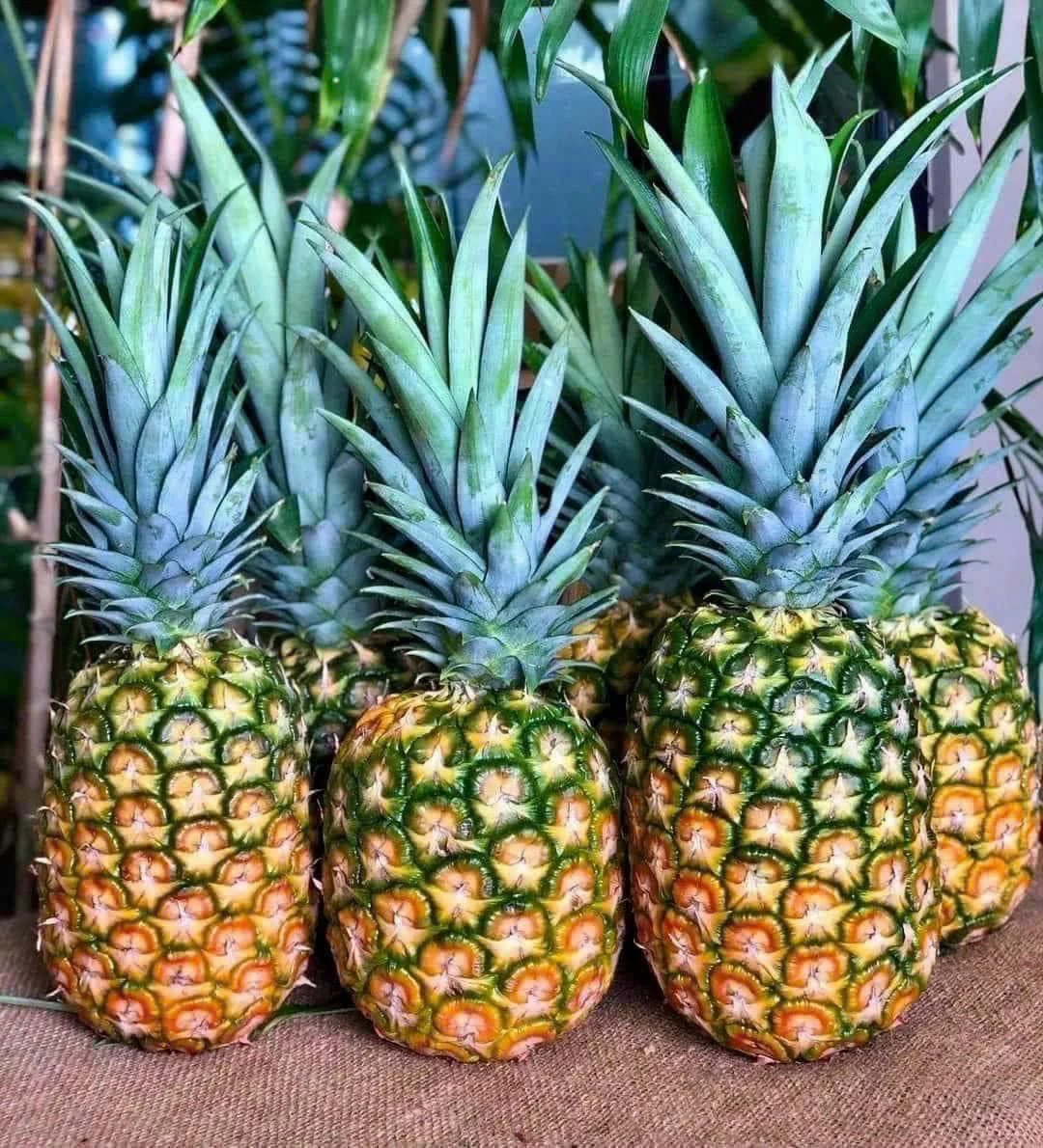 100% Natural Juicy MD2 FRESH PINEAPPLES Golden Sweet Extremely Sweet COMMON Cultivation - Cheap price - ANNA DO WA+84982153058