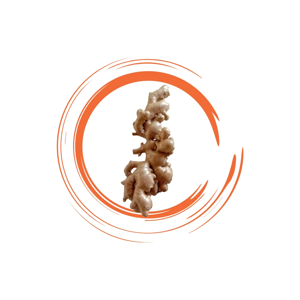 Best Export Quality Thailand Fresh Matured Gingers