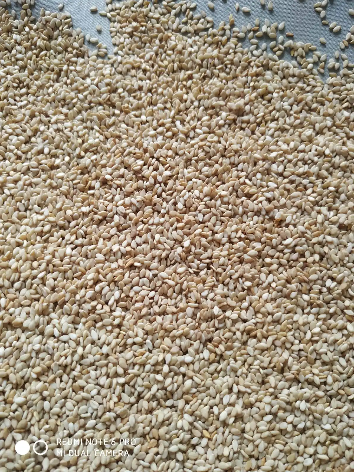 Best Quality White Sesame Seeds from India