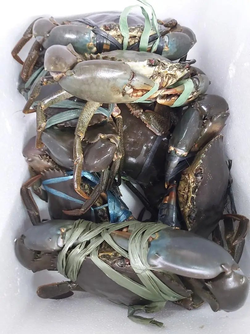 High quality Mud crab for sale bulk supplier hot sale mud crabs blue frozen mud snow crab at best price