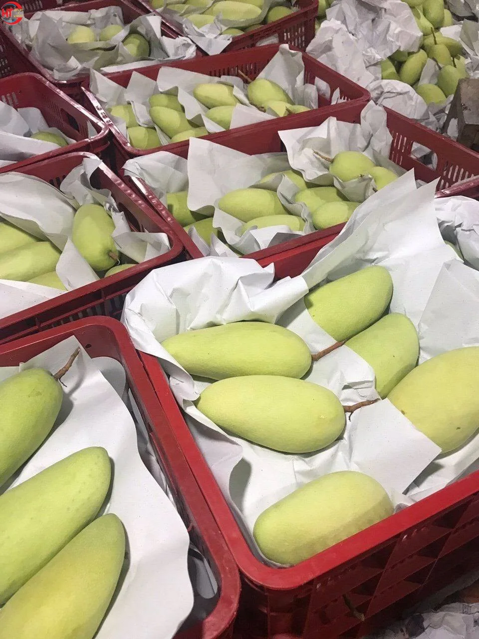 Good Quality Vietnam Organic Fresh Fruit Light Sweet Taste Yellow Taiwanese Mango With Ripe Maturity