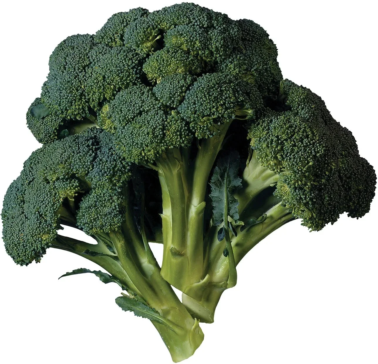 Direct Factory Wholesale Cheap Price Fresh Place Model Maturity Cultivation Broccoli Frozen Vegetable Broccoli From Bangladesh