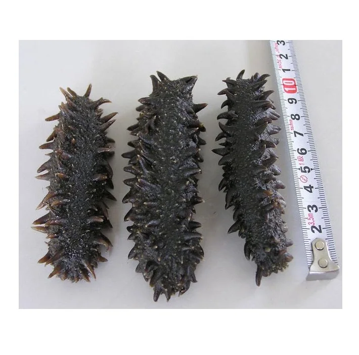 Factory Supply Bulk Wholesale Price Top Quality Dried Sea Cucumber (Seafood) Available For Sale