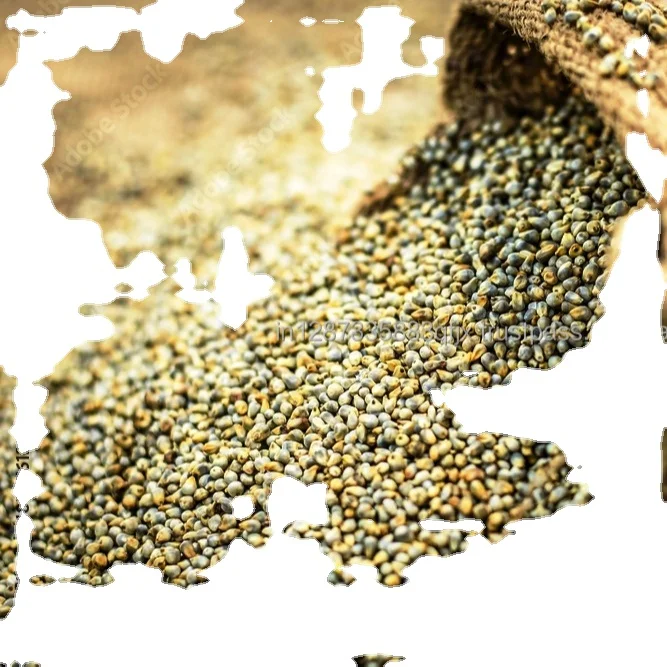 Good Quality Green Millet Available from India