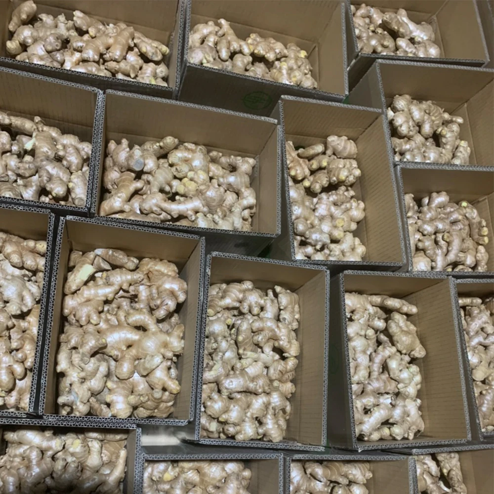 New crop fresh ginger root market price from organic ginger fresh supplier from Vietnam