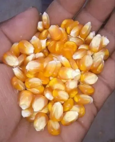 Купить качество non gmo кукурузы для корма животных