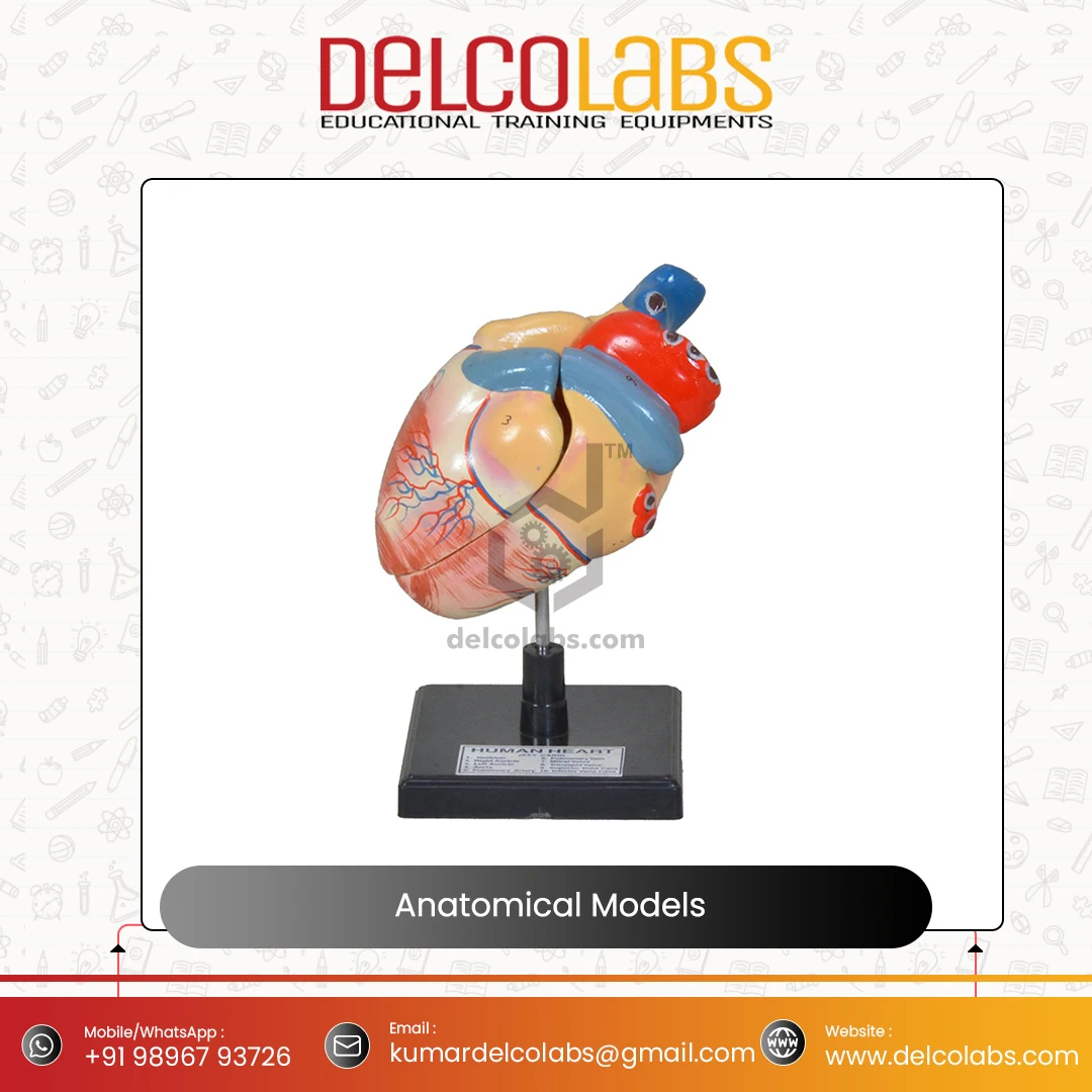 Medical Science Anatomical Models Top Quality Ear Heart Brain Lungs Digestive Respiratory Nervous Head Circulatory Model