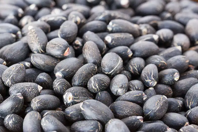 Jatropha Seeds Tree Species