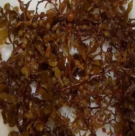 Сушеные морские водоросли из саргасса чистый саргасс большой лист