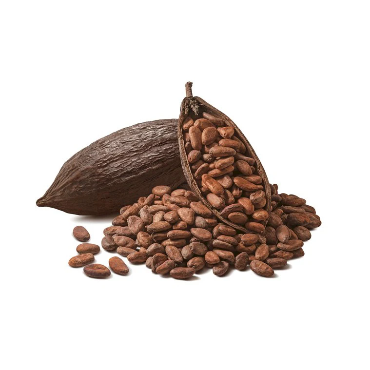 Sun Dried Raw Cocoa Beans | Cocoa Beans Suppliers | Manufacturers | Wholesalers