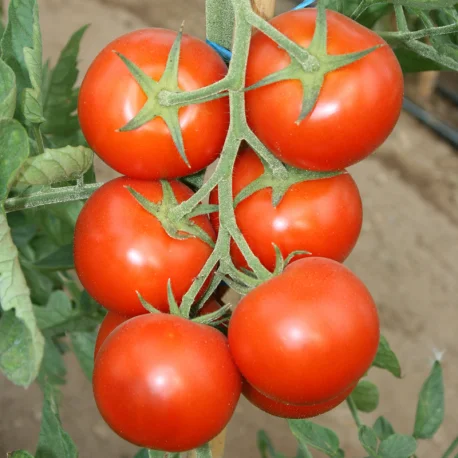 Томатный производитель денег хорошее качество для