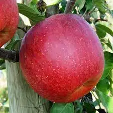 Fresh natural  apples with taste of very sweet