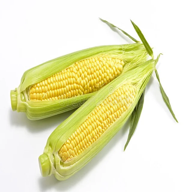 Cheap Non GMO White and Yellow Corn/Maize for sale