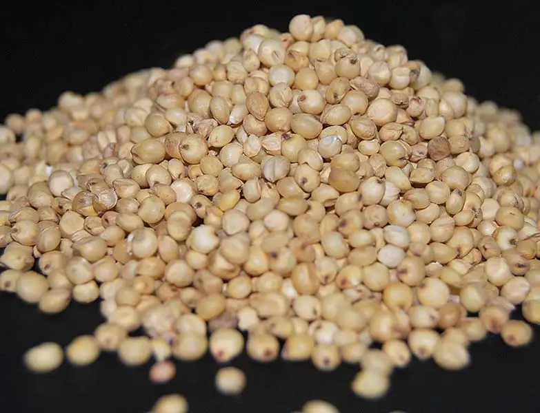 Factory Directly Supply Sweet Red Sorghum