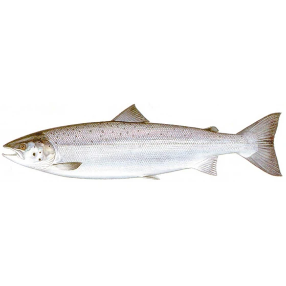 Frozen Salmon Fish/Best quality Frozen Salmon Fish Best quality Frozen Salmon Fish frozen for sale