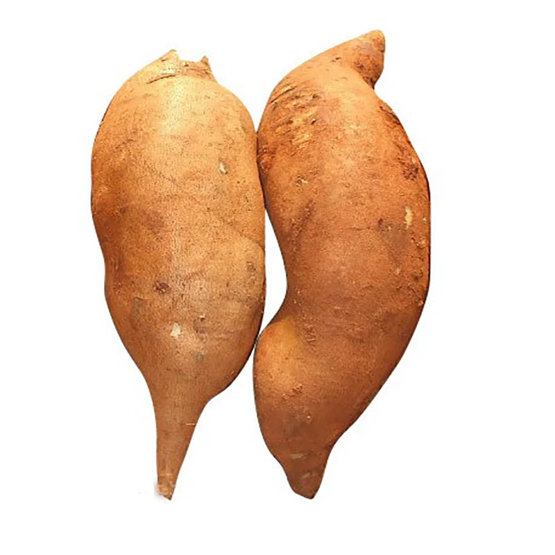 High quality 30% beta glucan chaga mushroom extract powder