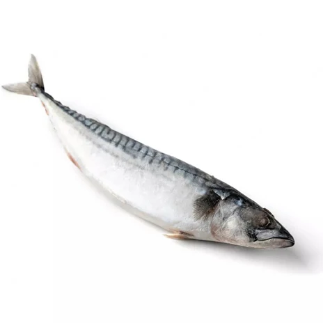 Big Size Frozen Pacific Horse Mackerel Fish 300-500g Environmentally Friendly Seafood Frozen Horse Mackerel Fish Frozen