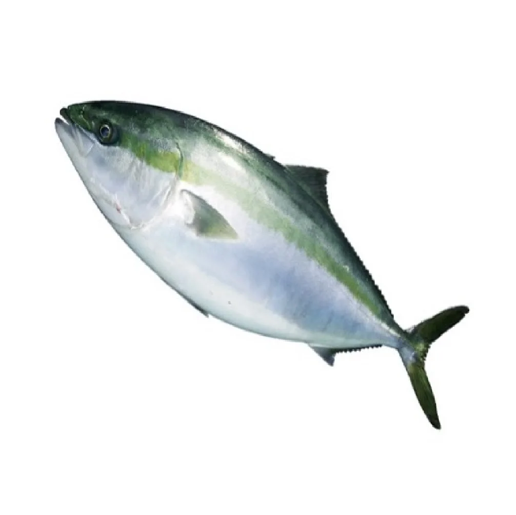 Private Label Dried Fresh Frozen Seafood Yellowtail Fish Fillet