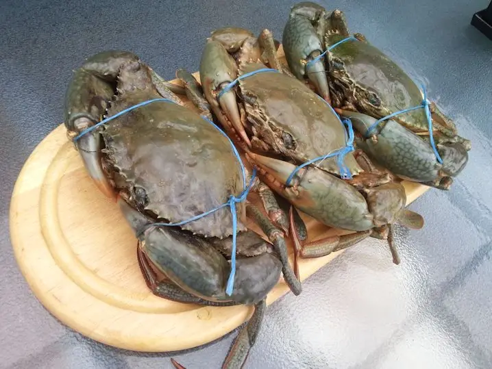 High quality Mud crab for sale bulk supplier hot sale mud crabs blue frozen mud snow crab at best price