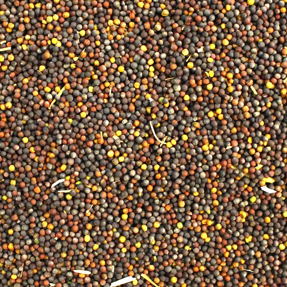 Wholesale Prices Rapeseed Canola Seed Price Rape Seed Canola Seeds for Sale