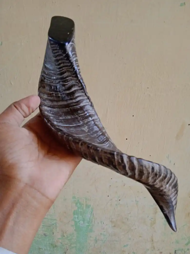 Изготовленный На Заказ очень красивый натуральный Рог shofars идеально подходит для использования в традиционных и родных церемониях подходящих перепродажи.