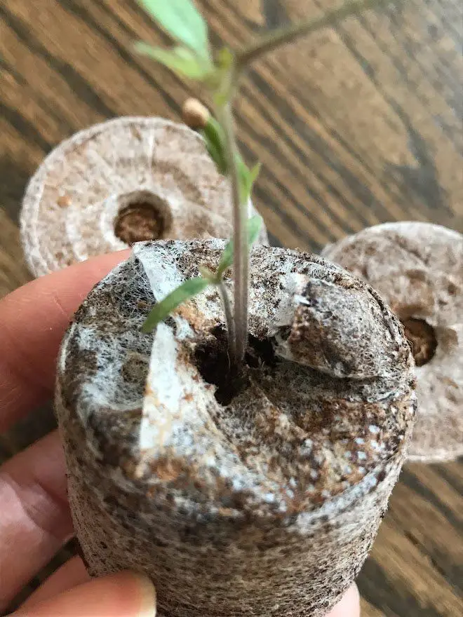 Вьетнамская Заводская партия 5 кг торфяные блоки для продажи (whatsapp 0084587176063 Sandy)