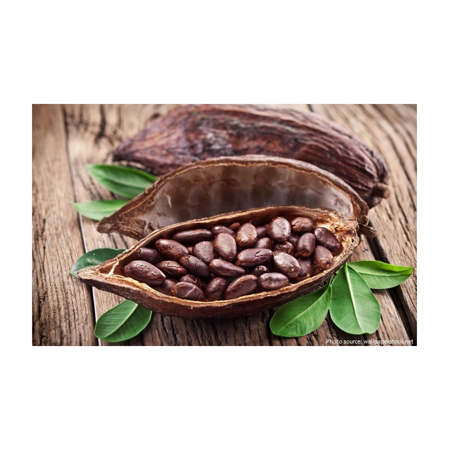 Bake Material Natural Wholesale Price Dried Raw Cocoa Beans Coco Bean for Sale