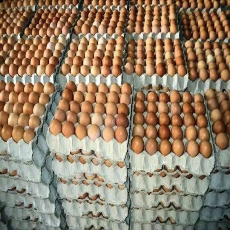 Quality Fresh Table Eggs Brown and White for Wholesale Price Good Rate