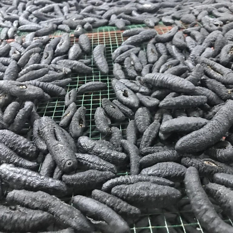 Dried Sea Cucumber / Dry Sea Cucumber For Sale