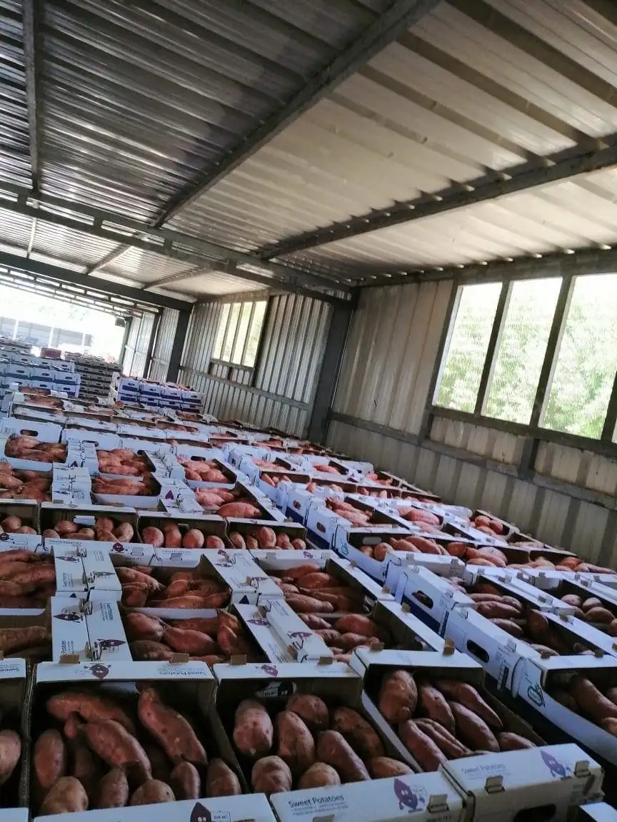 Свежий сладкий картофель из египта