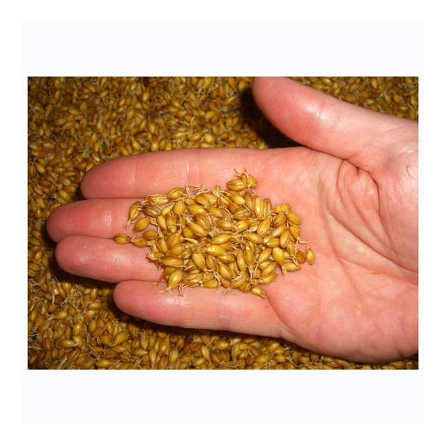 Высококачественный двухрядный бледно-солодовый ячмень для продажи | Купить оптом-экспортное продовольственное зерно по низкой цене