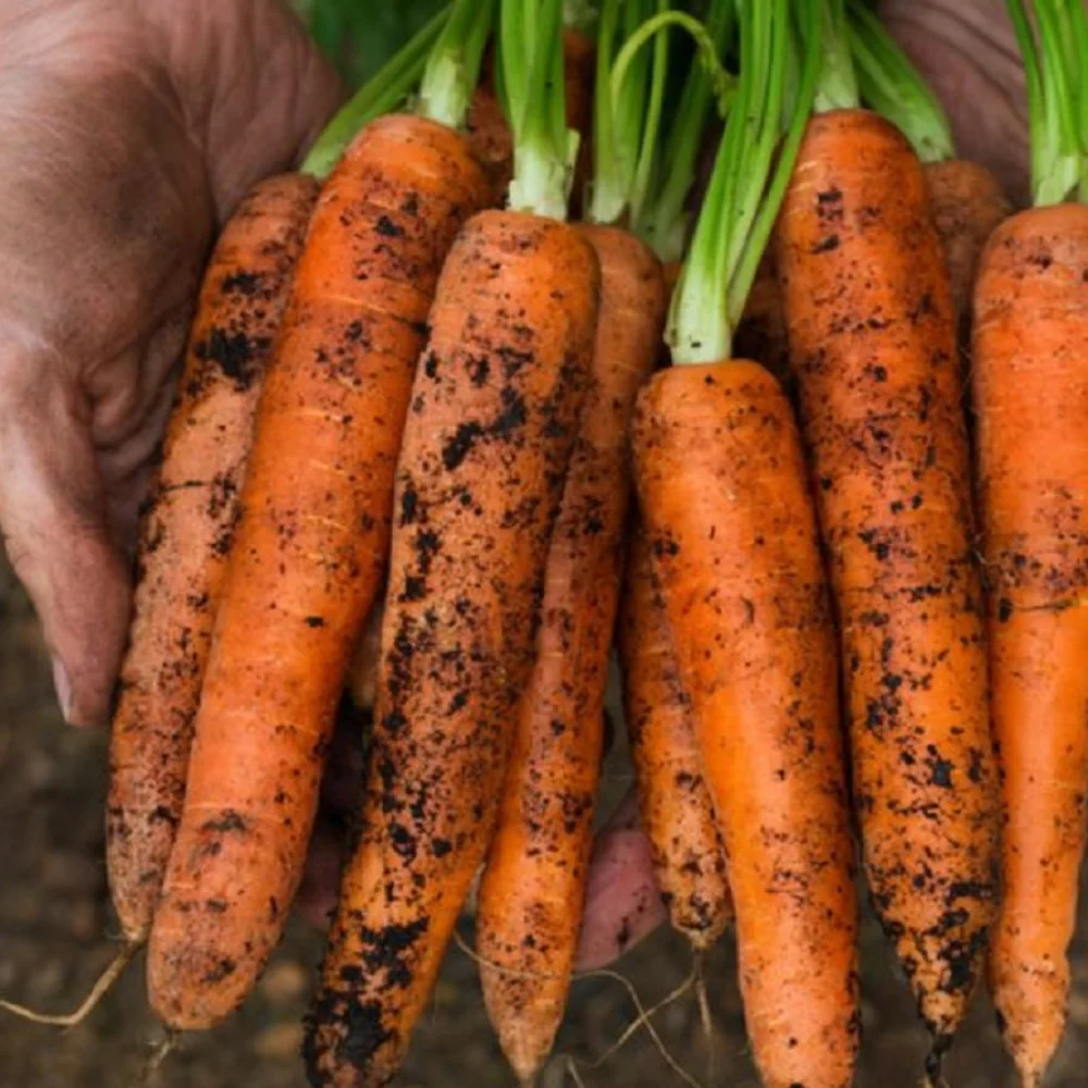 Свежая морковь, обычное выращивание, экспортное качество, апельсин, Натуральный Сладкий от вьетнамского производства