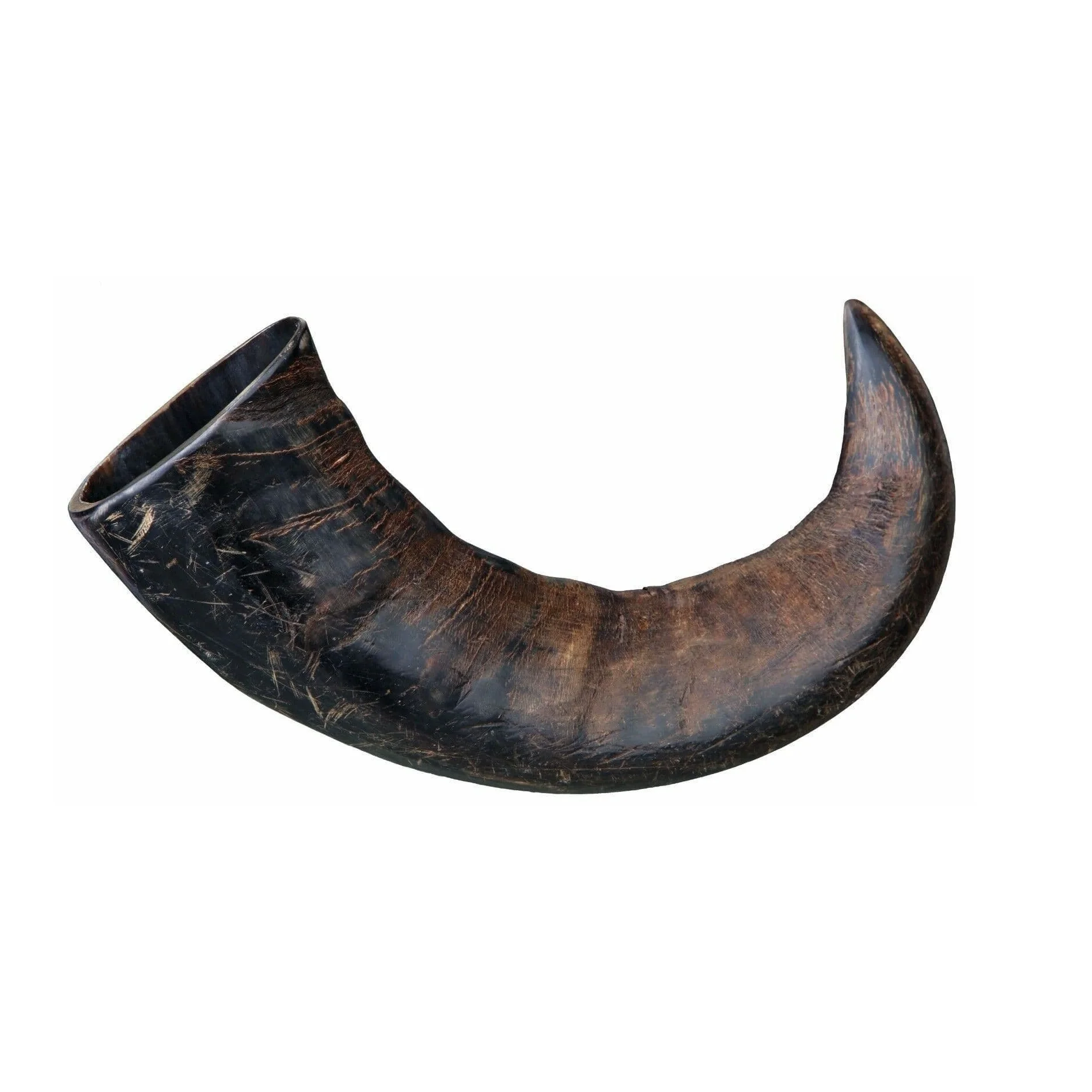 Indian Manufacturer of Buffalo drinking horn Water Buffalo Horn for Worldwide Export Available at Inexpensive Price
