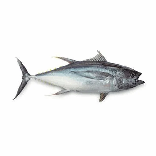 SKIPJACK TUNA
