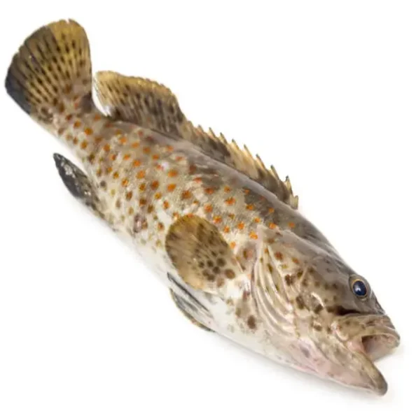 Wholesale Quantity Supplier Selling Highly Nutritious Frozen Seafood Black Grouper Fish