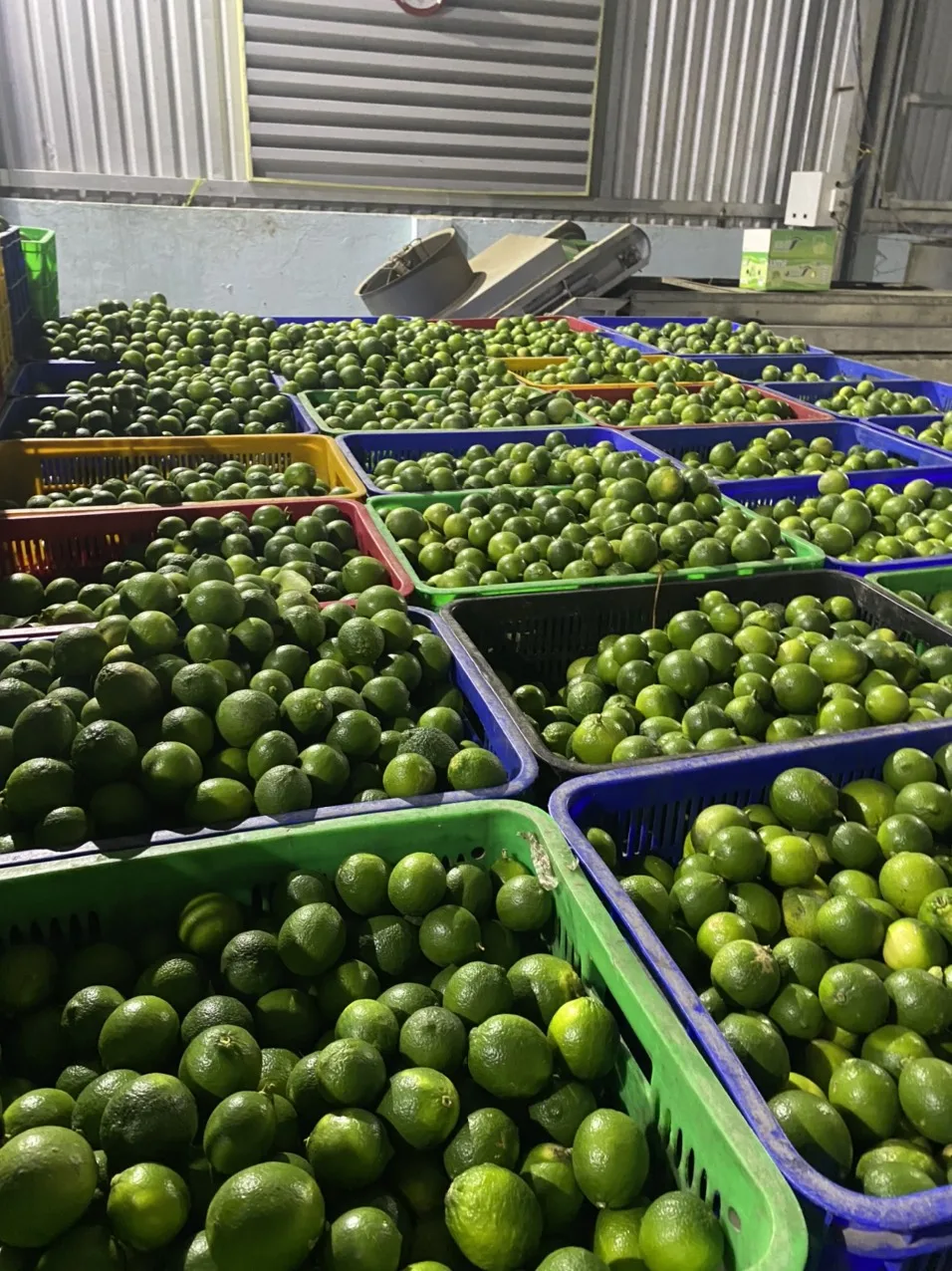 2024 High Quality Wholesale Organic Fresh Seedless Lime/Green Lemon Vietnam Origin Citrus Fruit Seeds Manufactured Hoang Kim